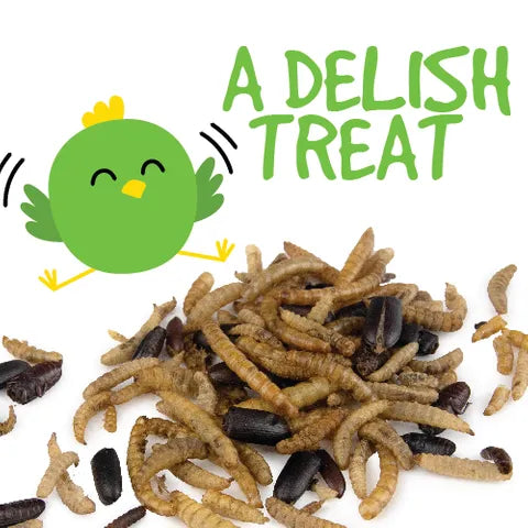 Dried Bug Mix 100g