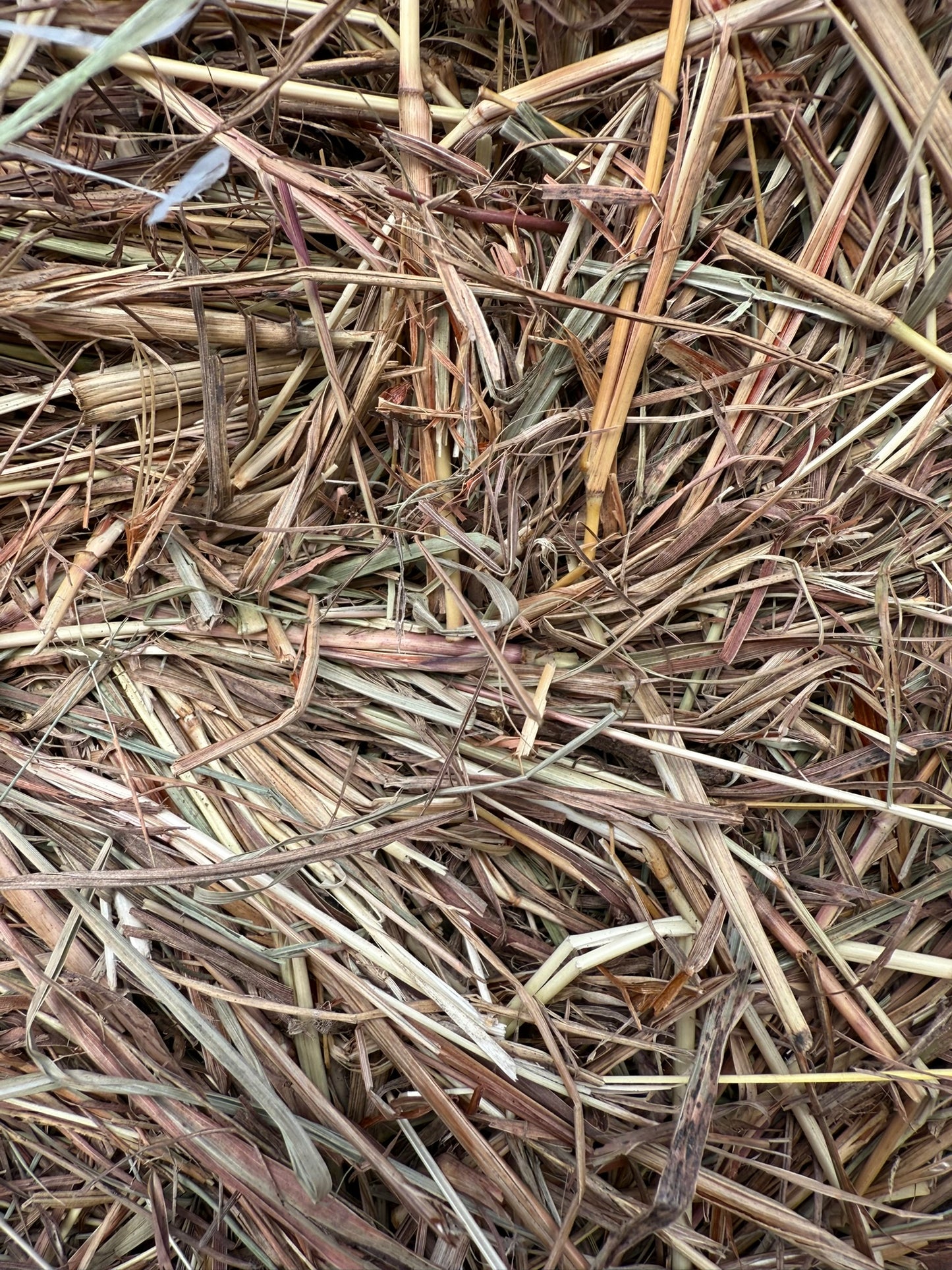 Pasture Hay, Round Bales 4 x 4