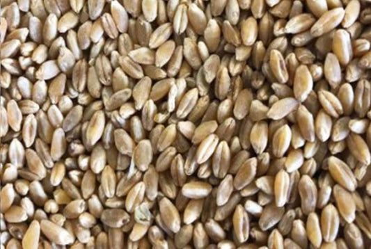 Wheat - Variety Fencing 20kg