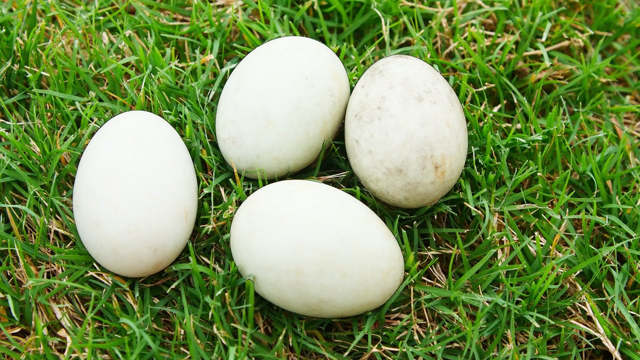Farm Fresh, Free-Range Duck egg, each