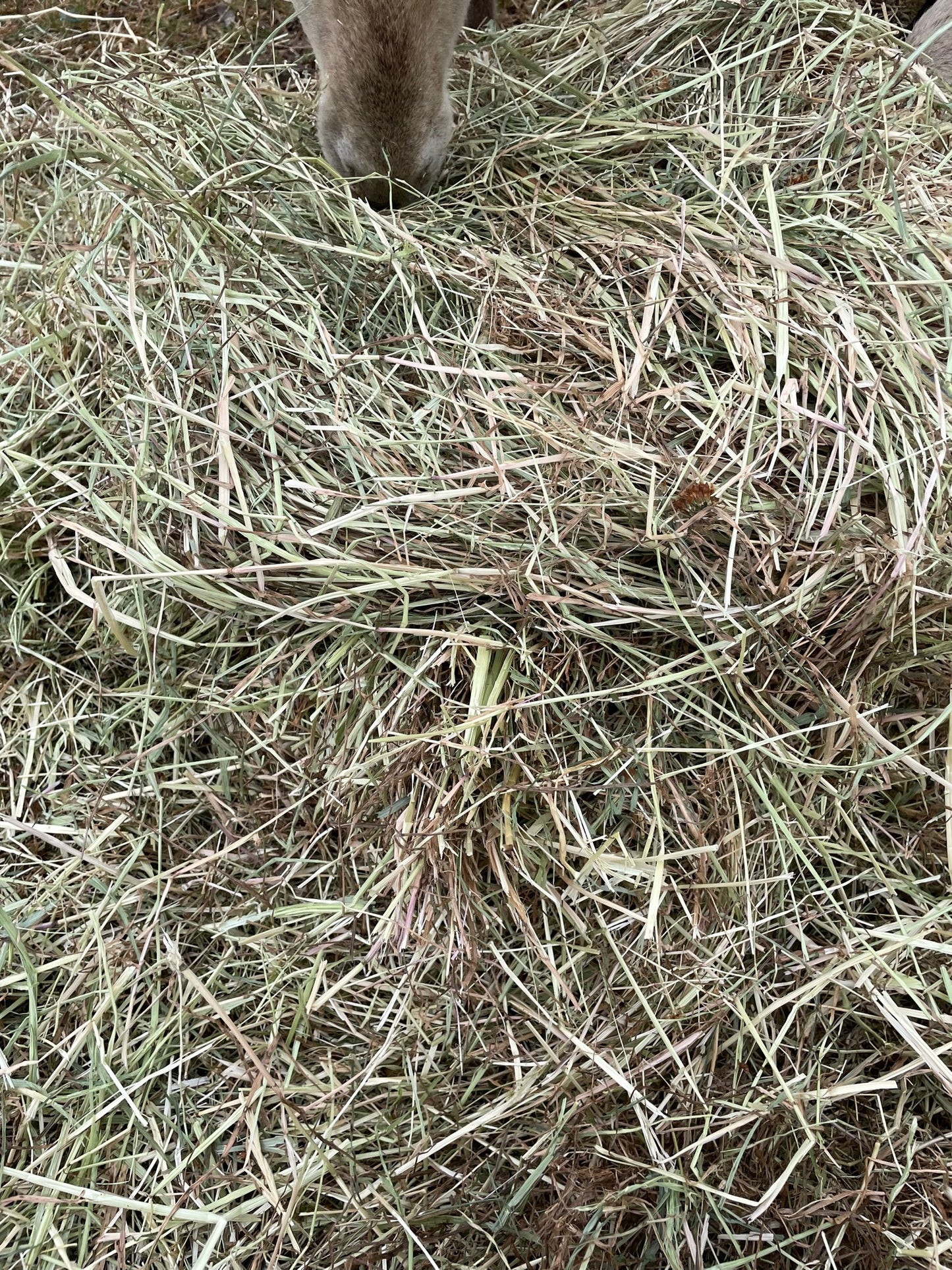 Pasture Hay Bales compressed *SOLD OUT*