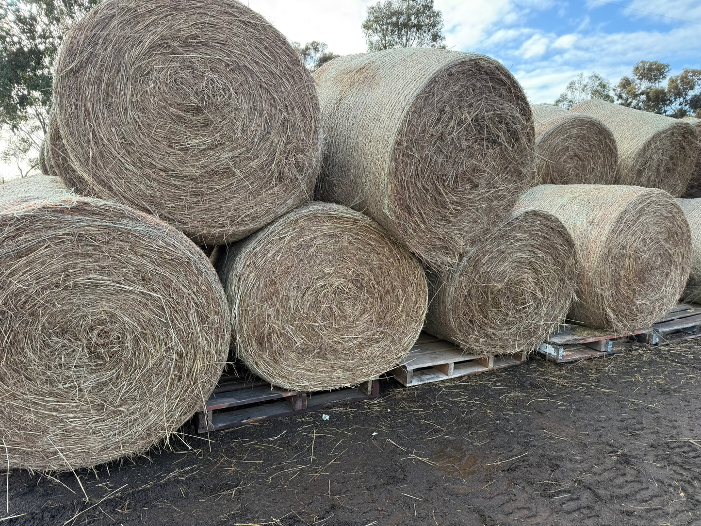 Pasture Hay, Round Bales 4 x 4