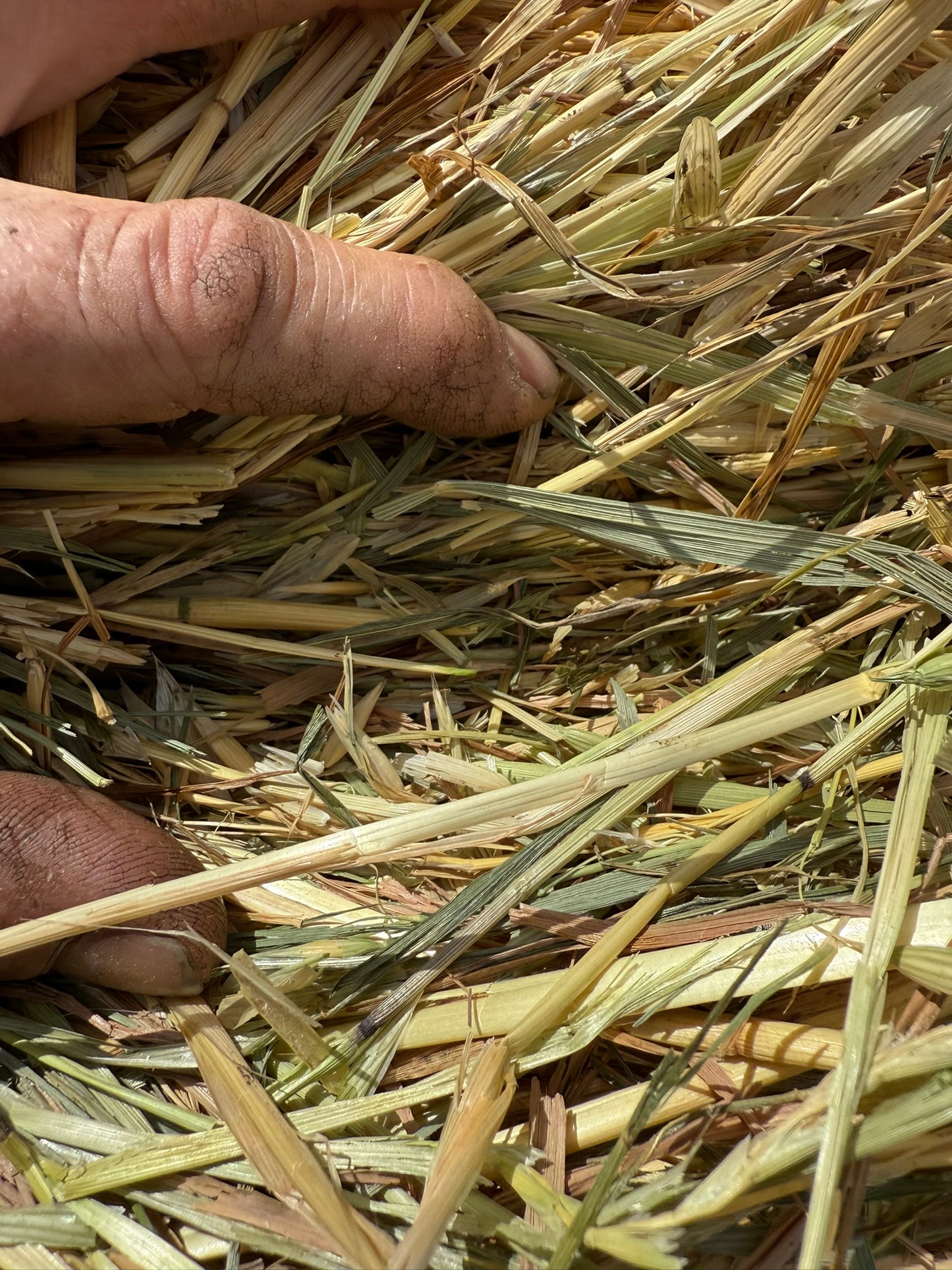 2025 Oaten Rounds New Season 5 x 4