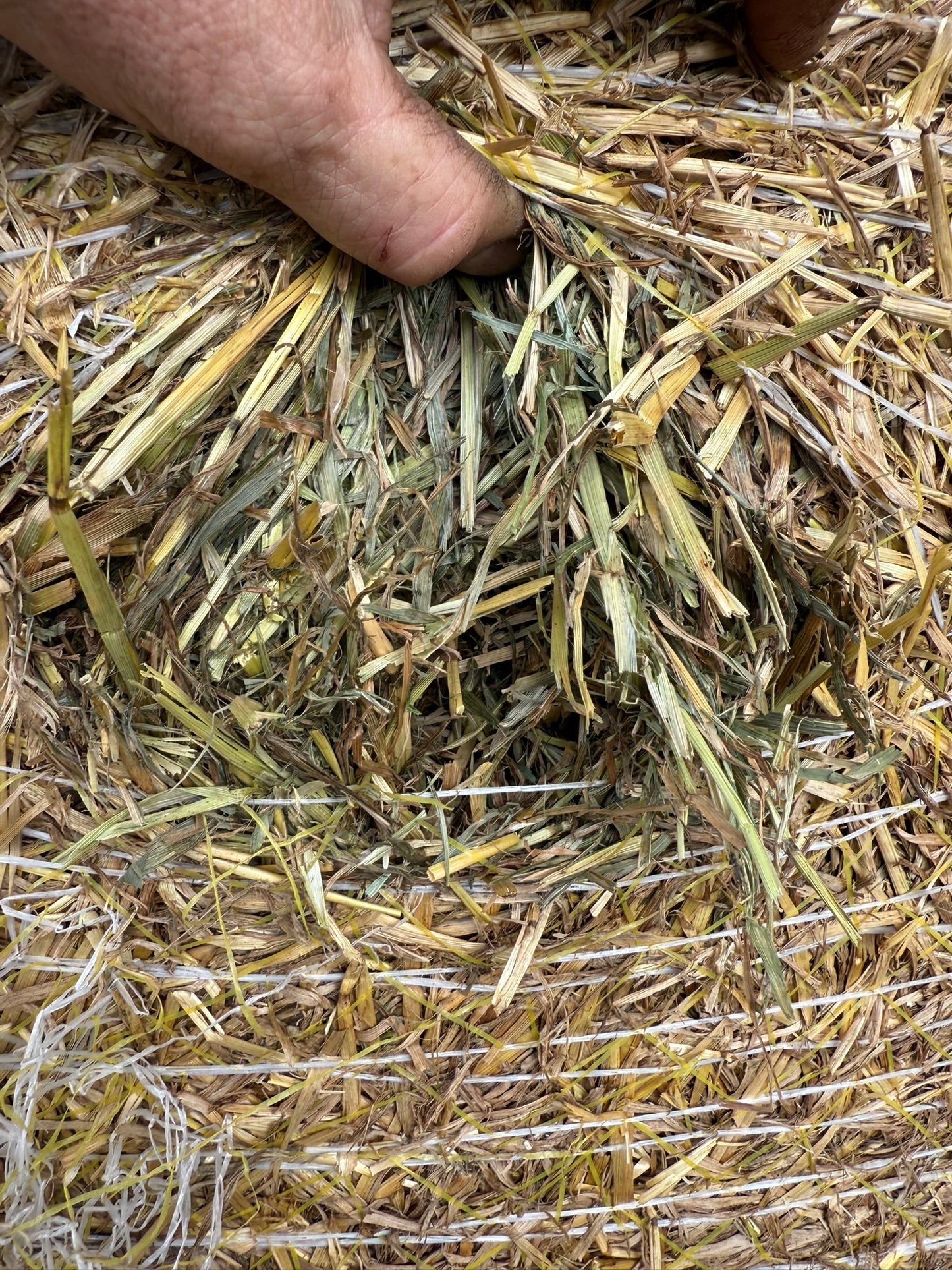 Pasture Hay, Round Bales 5 x 4