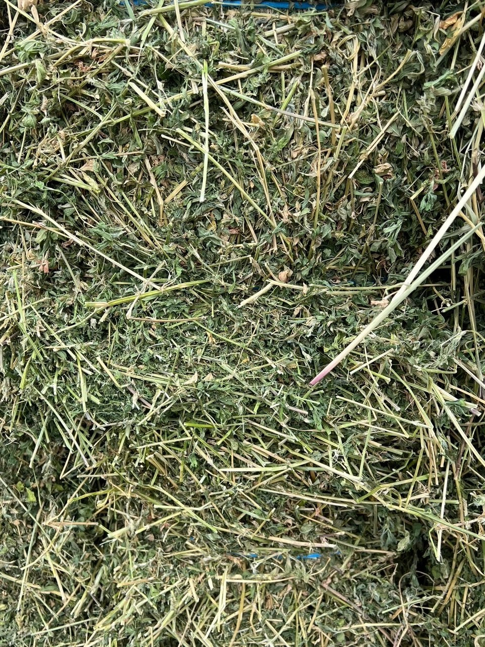 Hay Premium Lucerne Bale