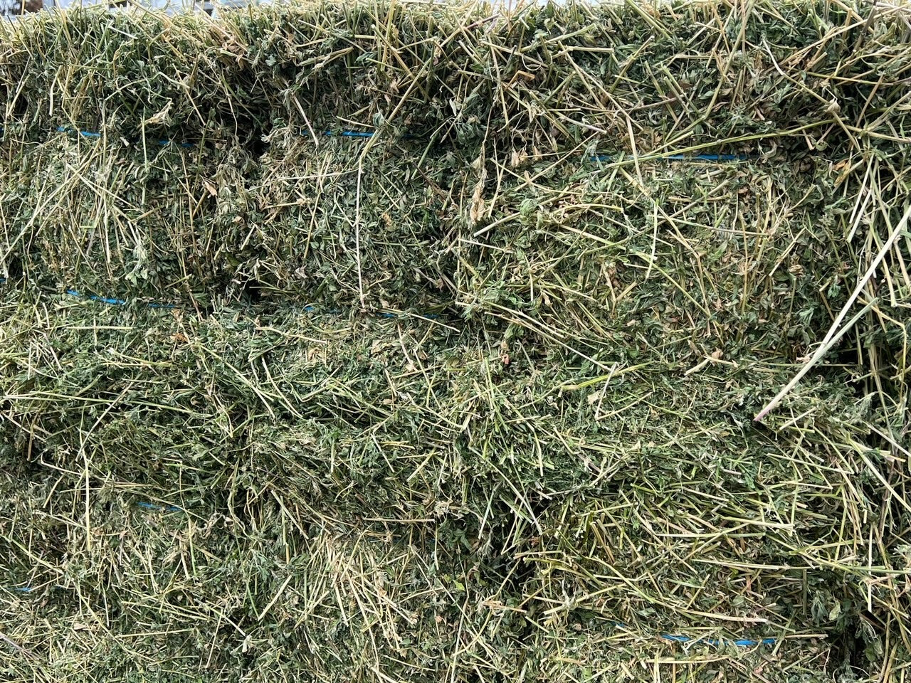 Hay Premium Lucerne Bale