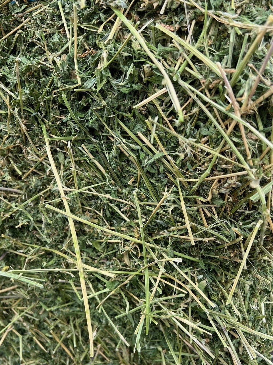 Hay Premium Lucerne Bale