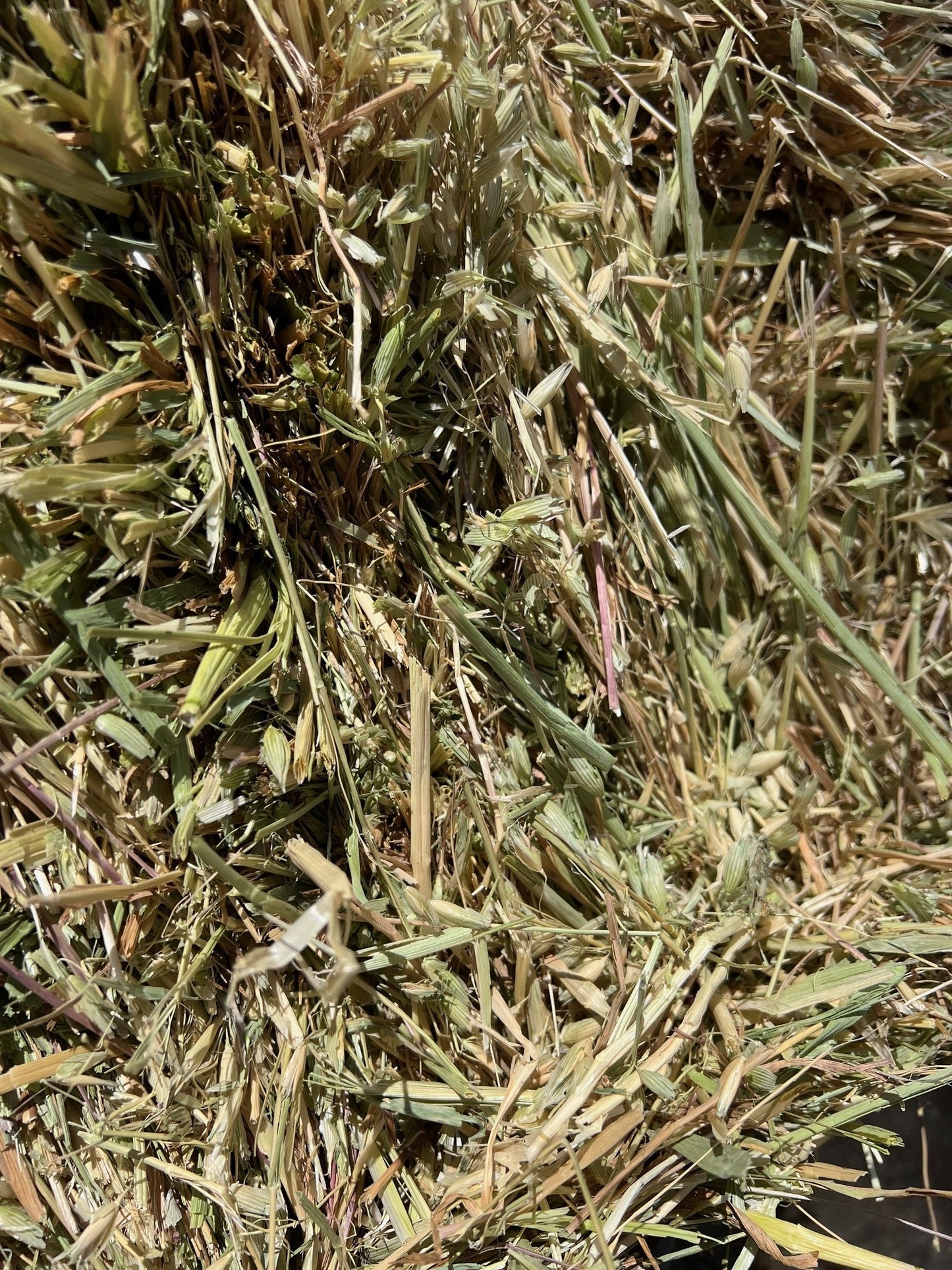 Oaten Hay Bales