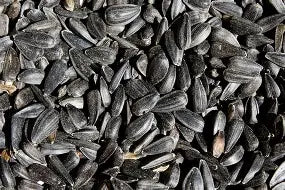 Black Sun Flower Seeds 20kg