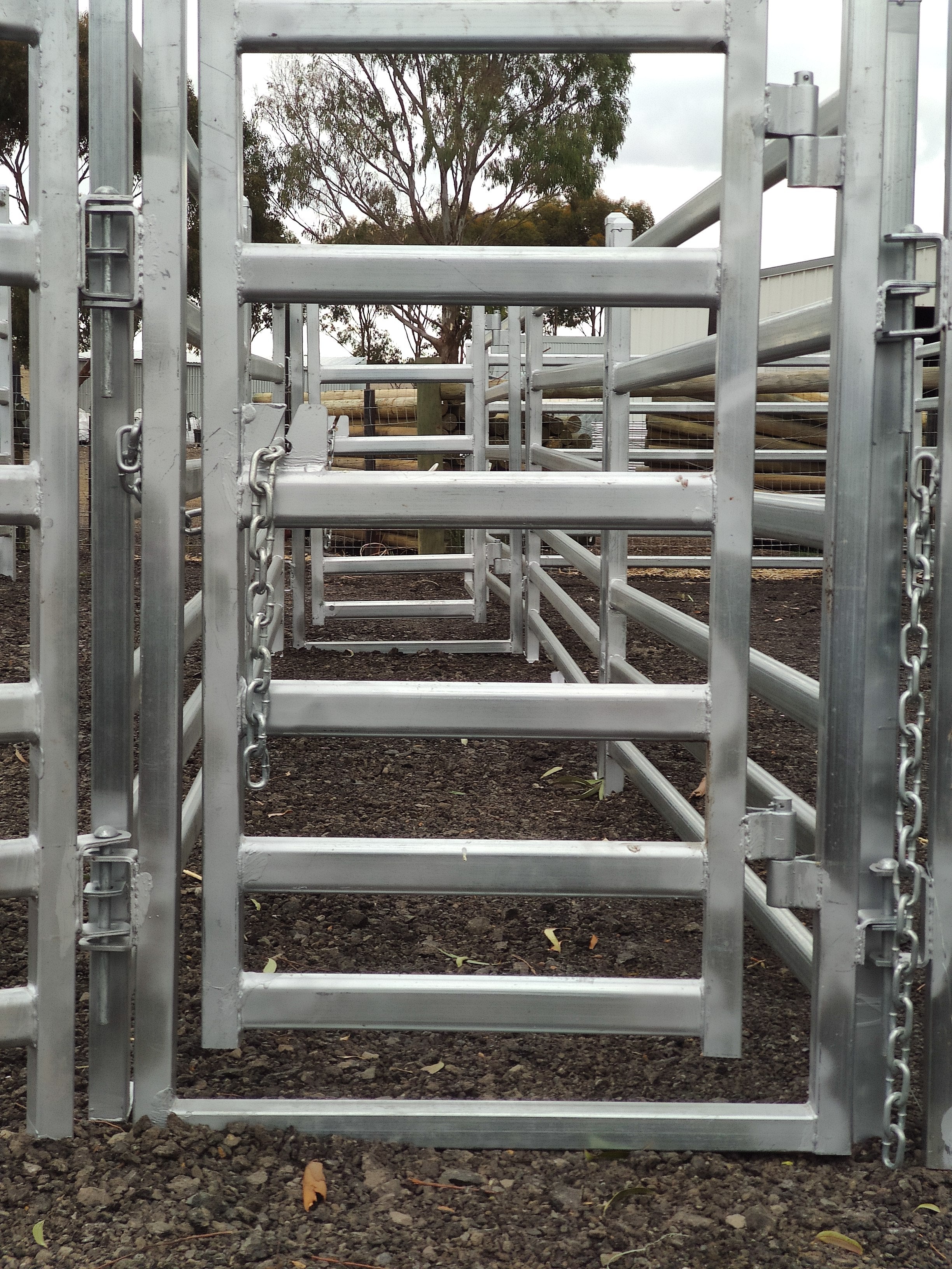 Sheep Opening Gate