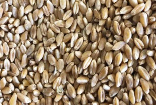 Wheat 20kg