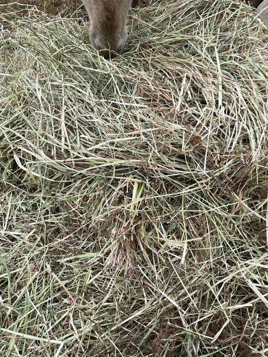 Pasture Hay Bales compressed *SOLD OUT*