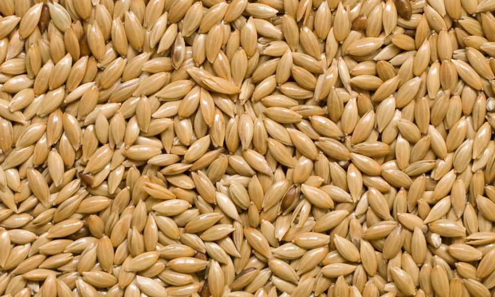 Plain Canary Seed 20kg